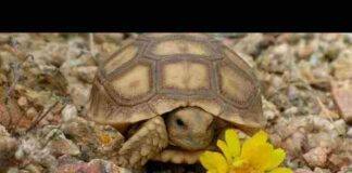 Kachbo Ne Kachbi Rehta Re Jal Me Lyrics – काछबो ने काछबी रेता रे जल में Kachbo Ne Kachbi Rehta Re Jal Me Lyrics - काछबो ने काछबी रेता रे जल में