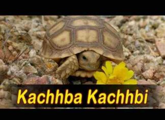 Kachbo Ne Kachbi Rehta Re Jal Me Lyrics – काछबो ने काछबी रेता रे जल में Kachbo Ne Kachbi Rehta Re Jal Me Lyrics - काछबो ने काछबी रेता रे जल में